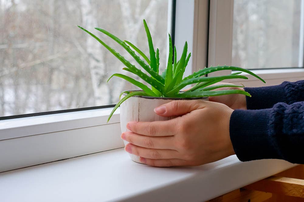 Aloe-vera-plant-in-a-cold-weather_Sunny-Smile_Shutterstock