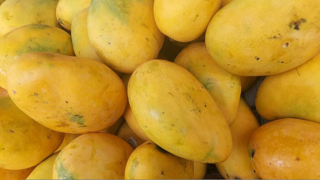 Alphonso Mango