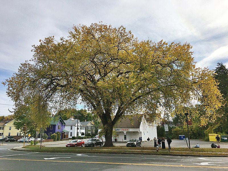American Elm Tree