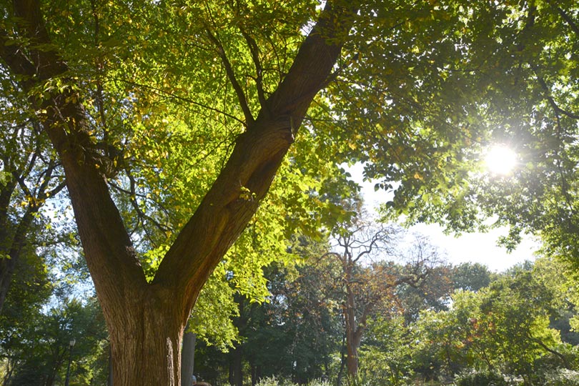 American Elm tree