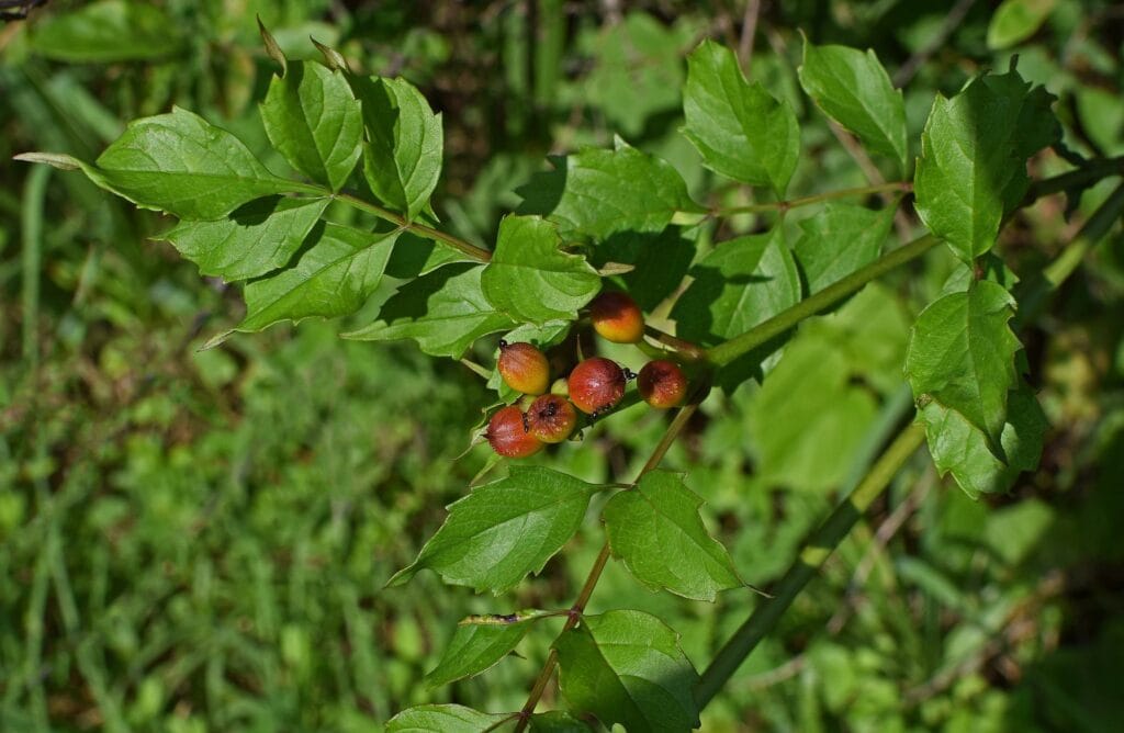 American Holly