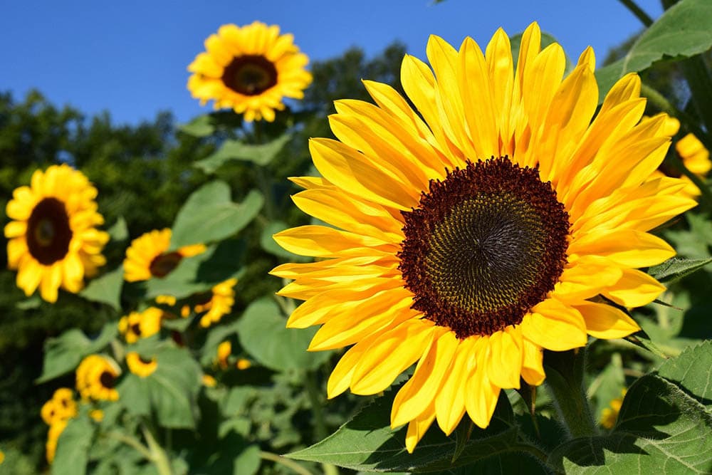 American giant sunflower