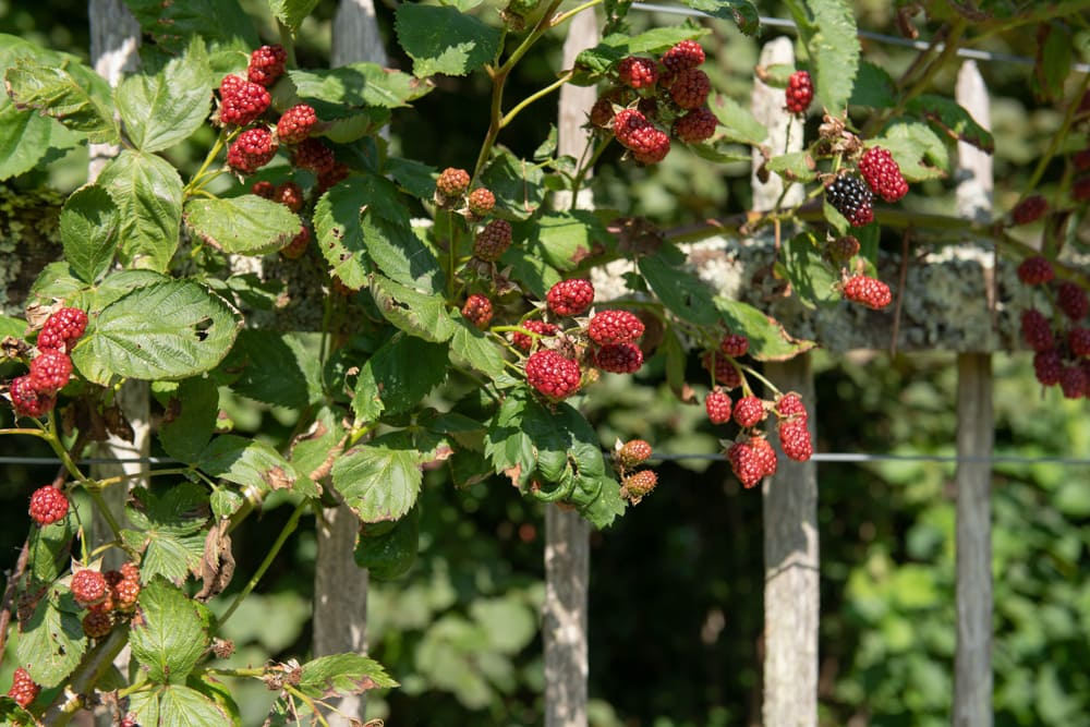 Apache blackberries