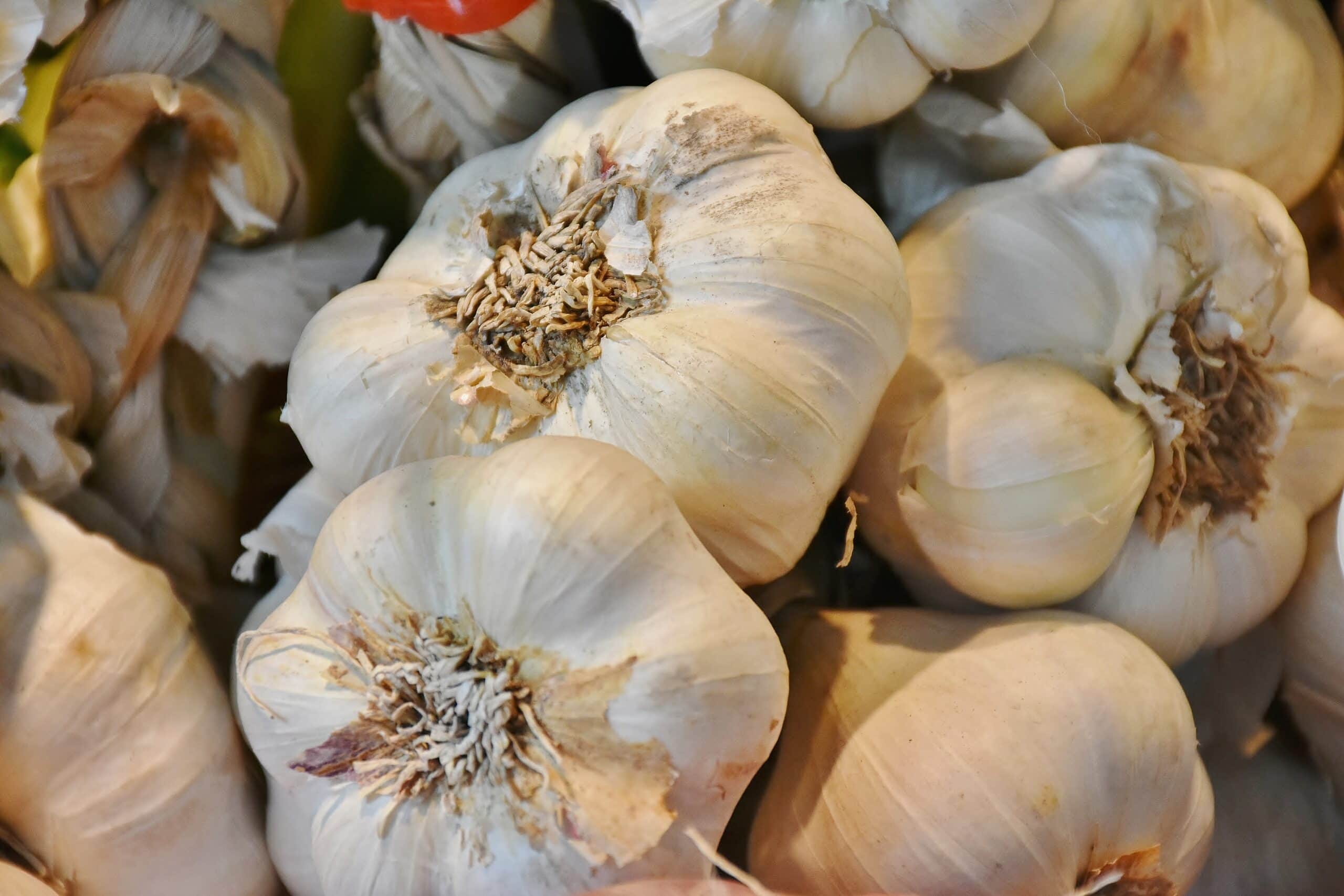 Artichoke Garlic