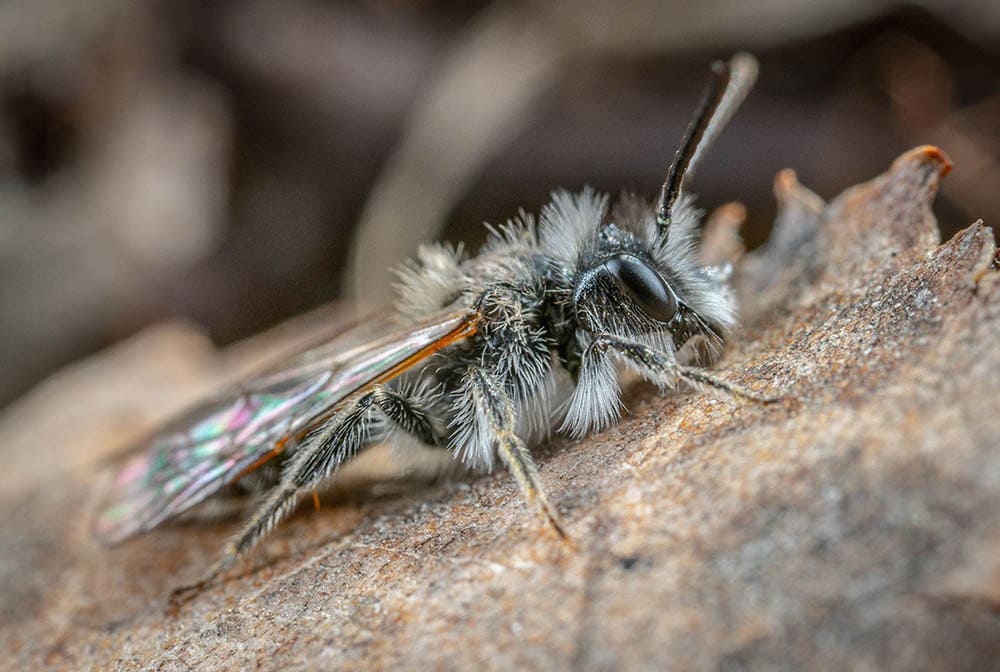 Ashy mining bee macro shot