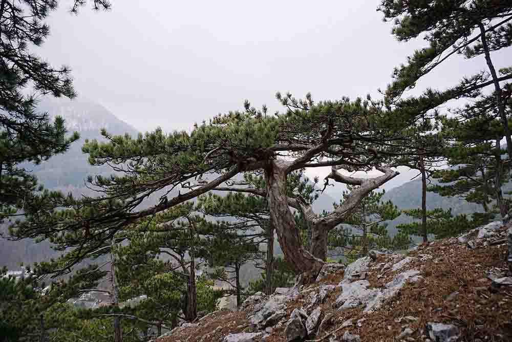 Austrian Black Pine Pinus Nigra