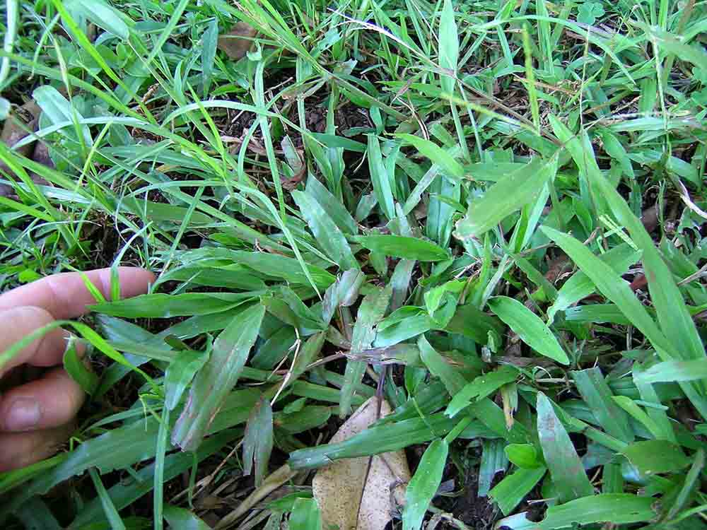 Axonopus compressus habit3