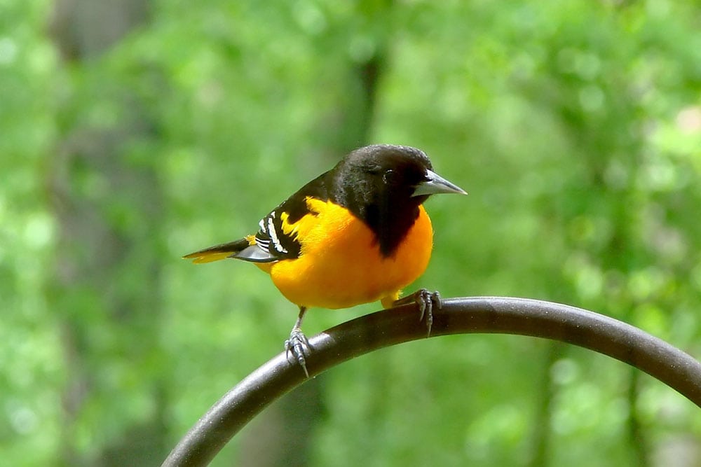 Baltimore Oriole
