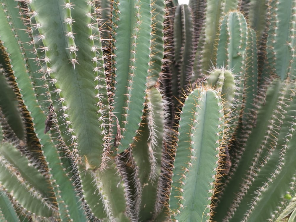 Barbed-Wire Cactus