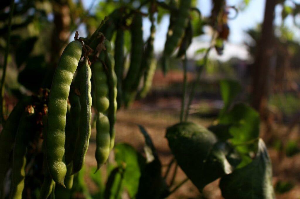 Bean Pea Plant