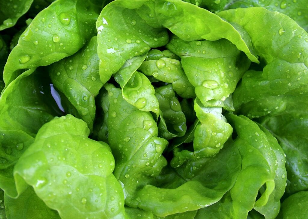 Bibb Lettuce
