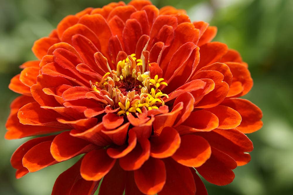 Big Red Zinnia