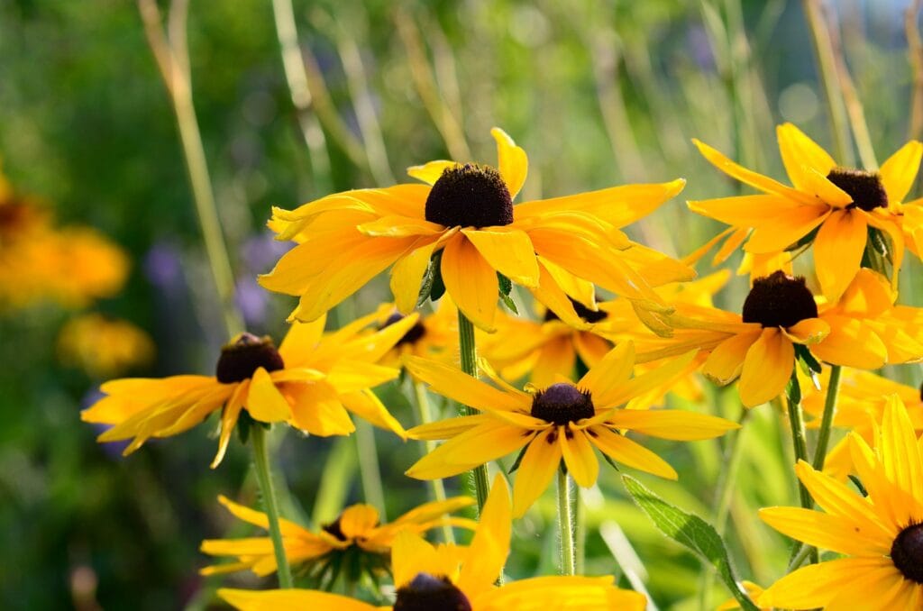 Black Eyed Susan