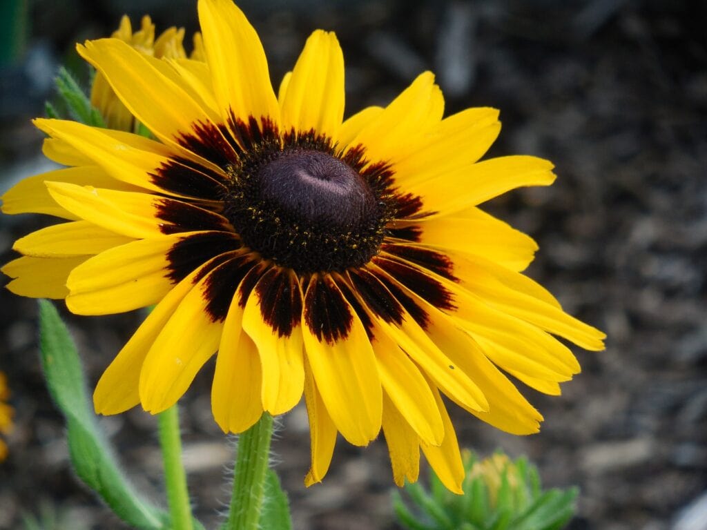 Black Eyed Susan