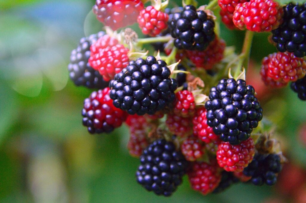 Blackberries
