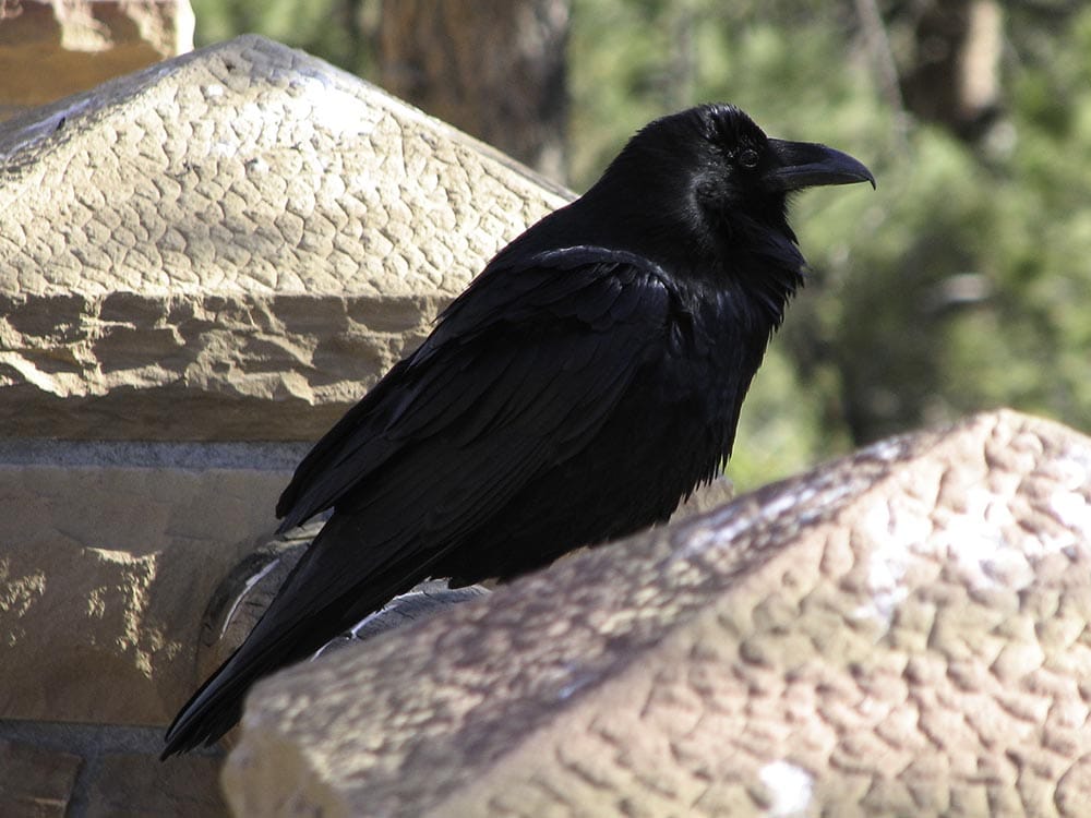 Boat tailed Grackle