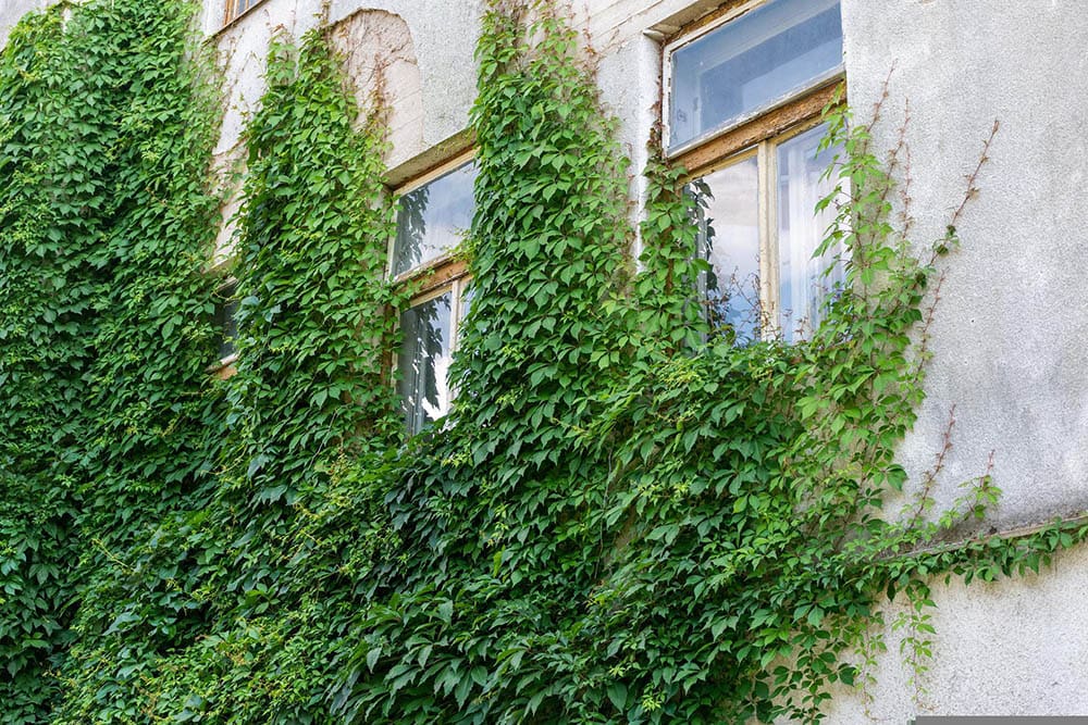 Boston ivy on walls