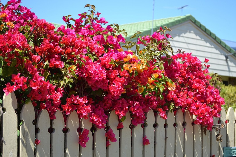 Bougainvillea Outdoor
