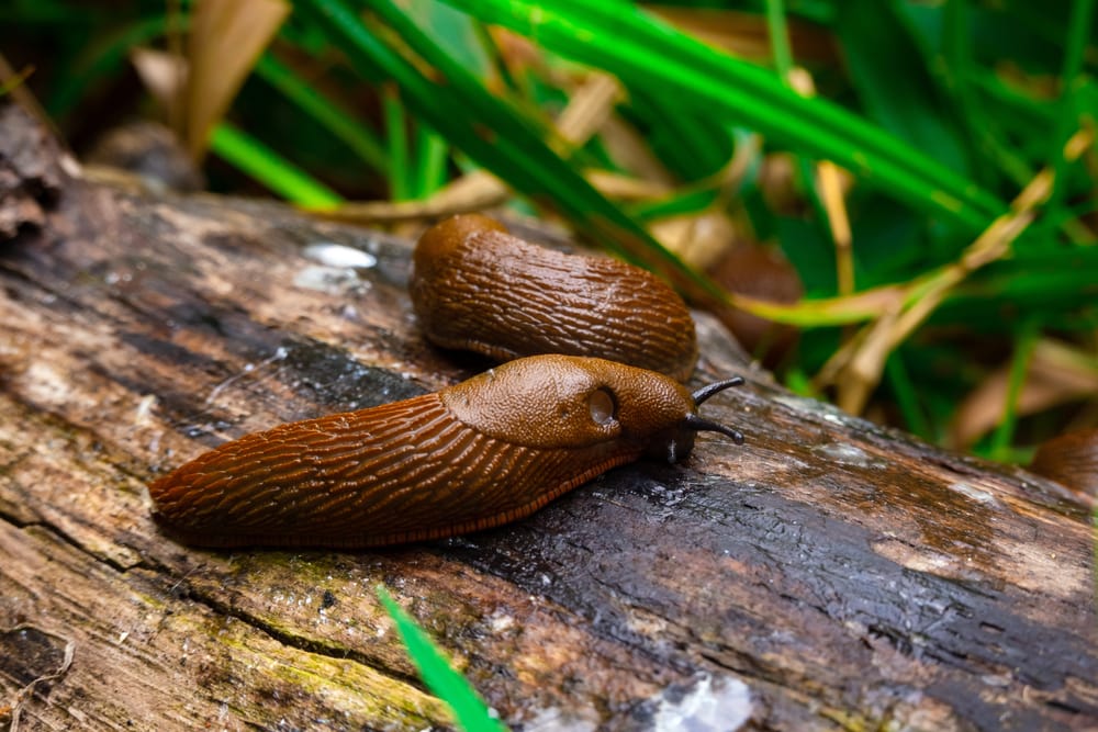 Brown slug on wood