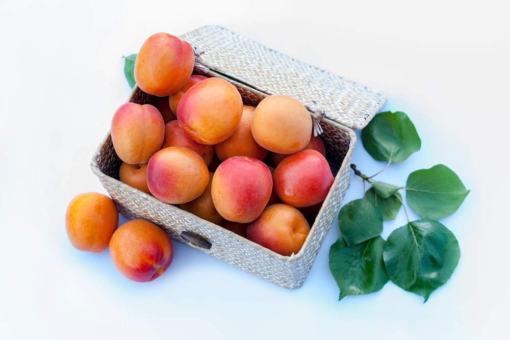 Bulida Apricot
