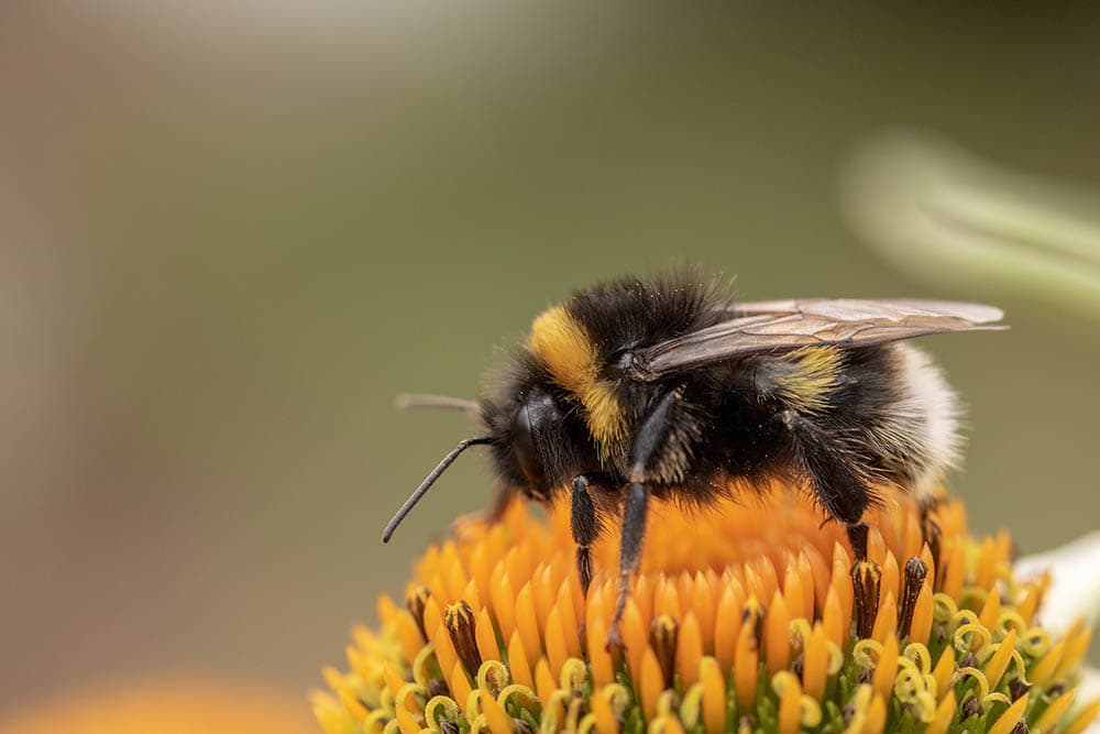 Bumblebee on a flower