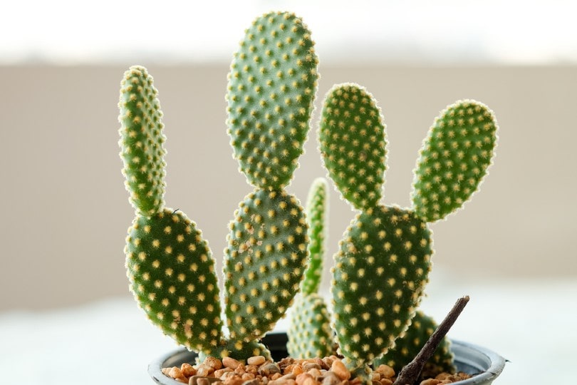 Bunny Ear Cactus in a pot