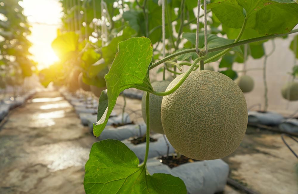 Cantaloupe in Farmhouse