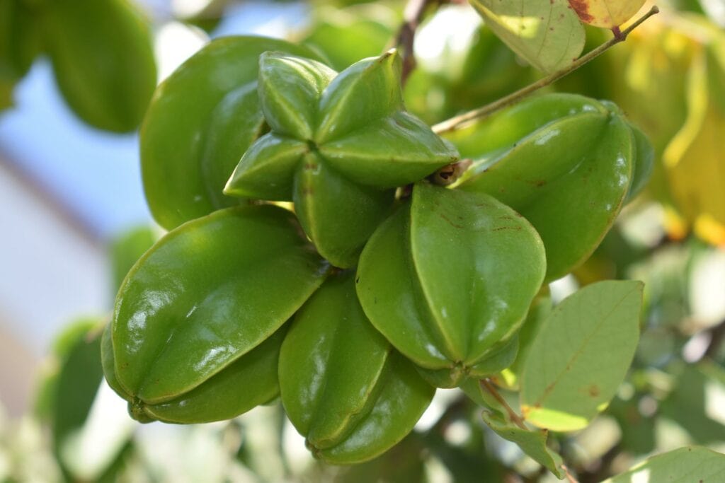 Carambola