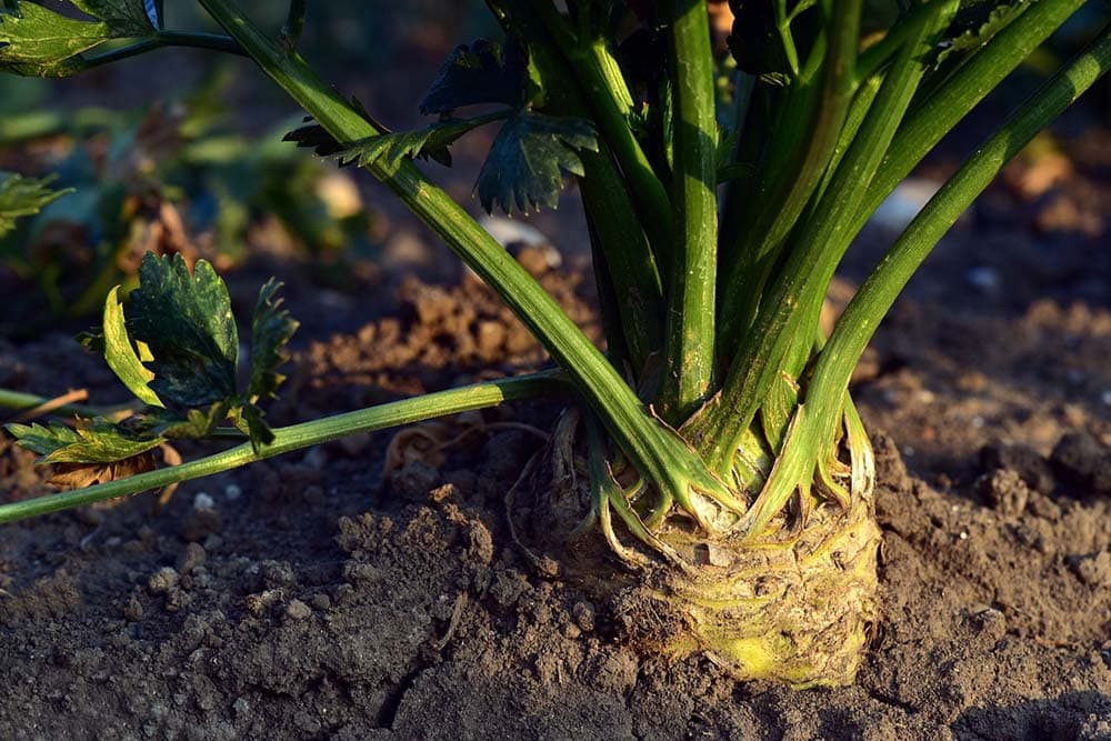 Celery Plant