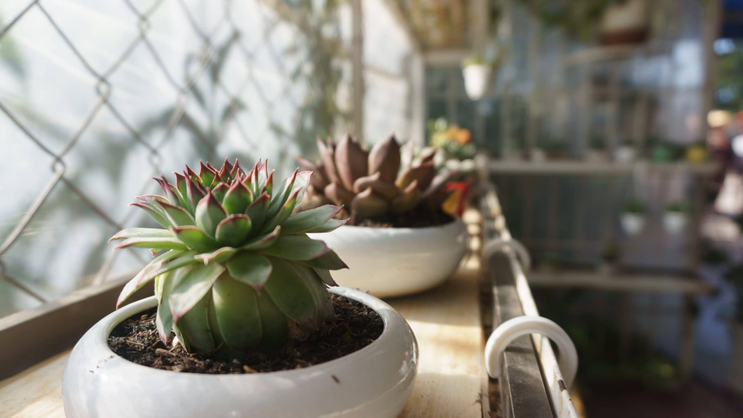 Cereus aethiops Cactus