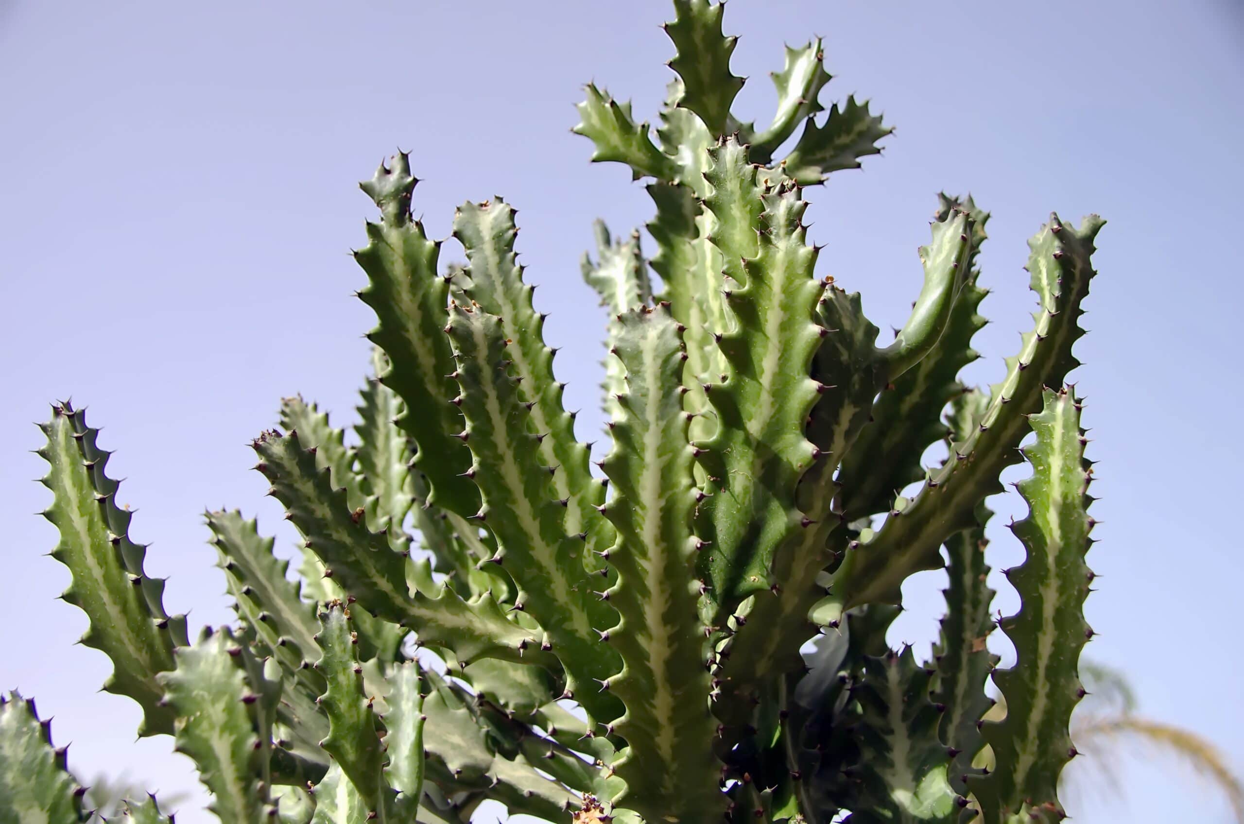 Cereus ayisyen Cactus