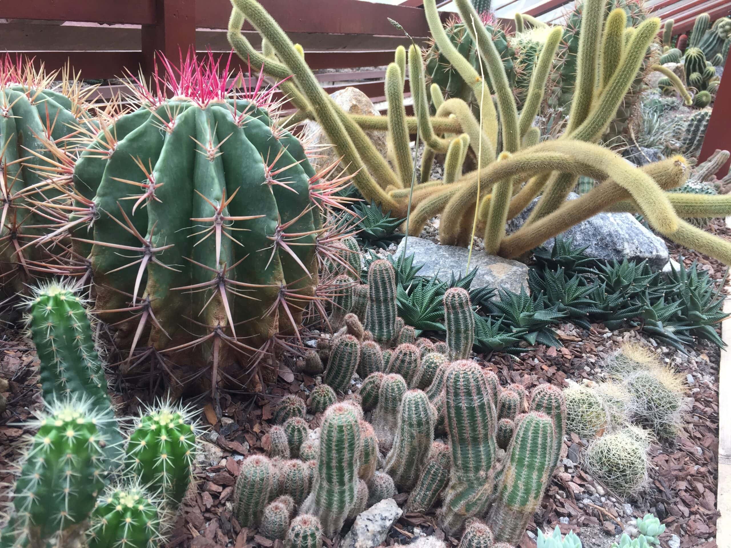 Cereus fernambucensis cactus