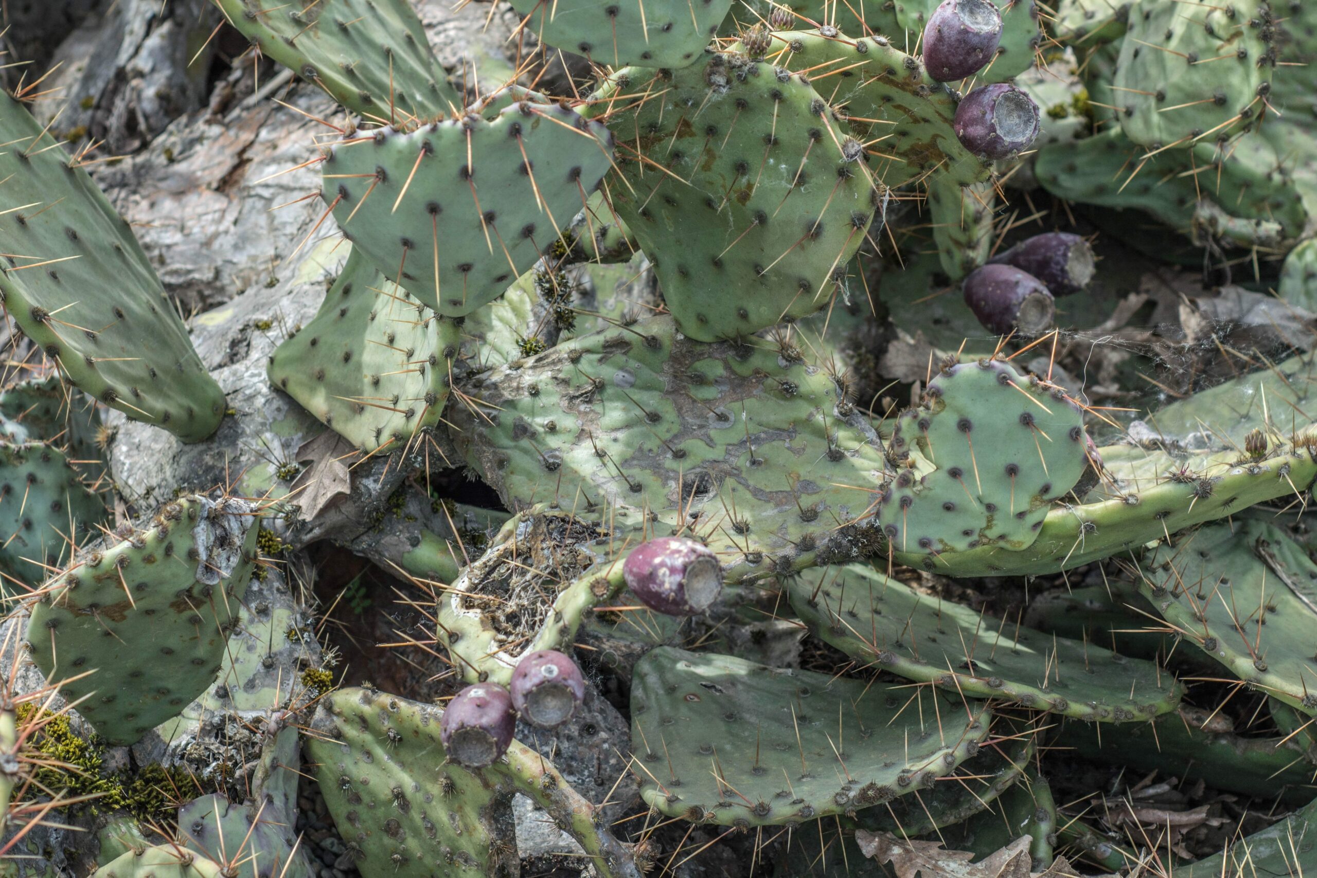 Cereus Fricii Cactus
