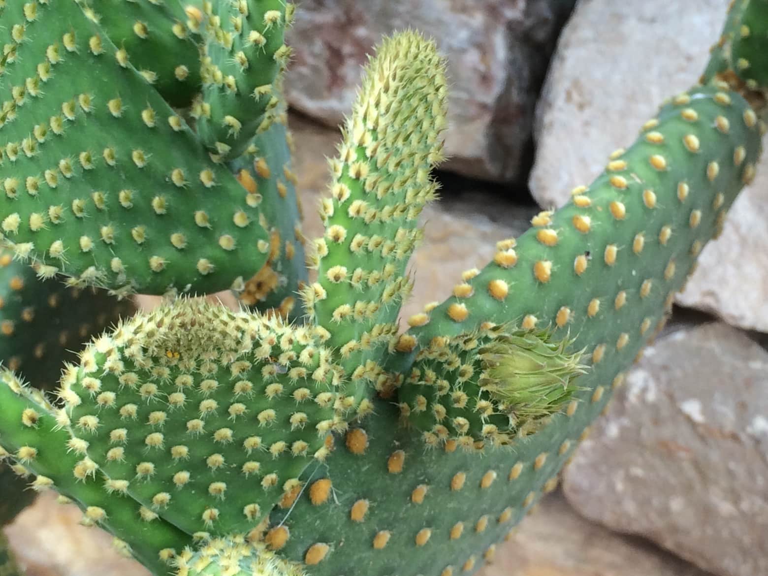 Cereus horrispinus cactus