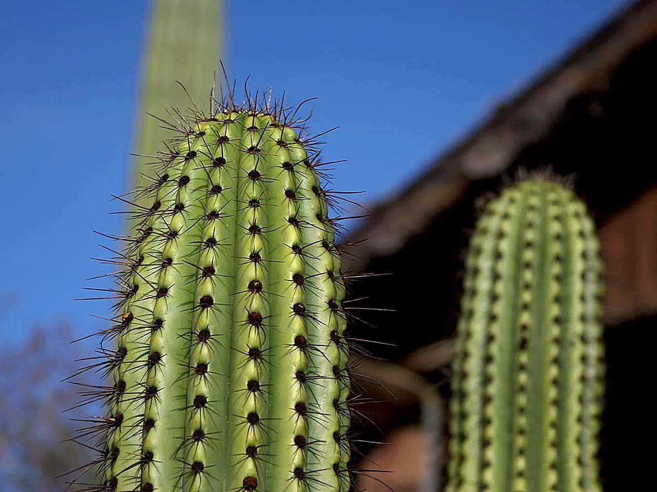 Cereus insularis cactus