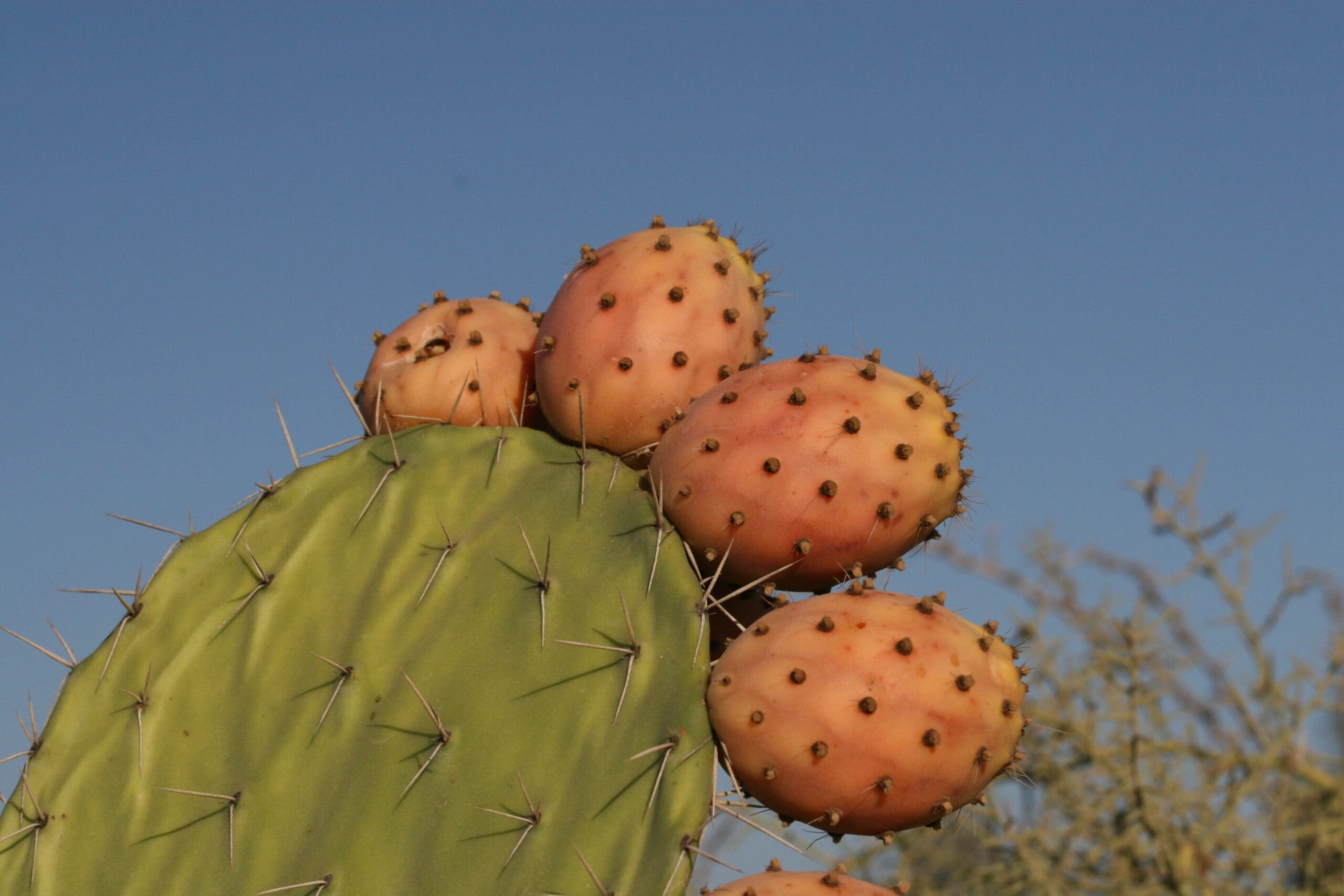 Cereus lamprospermus cactus