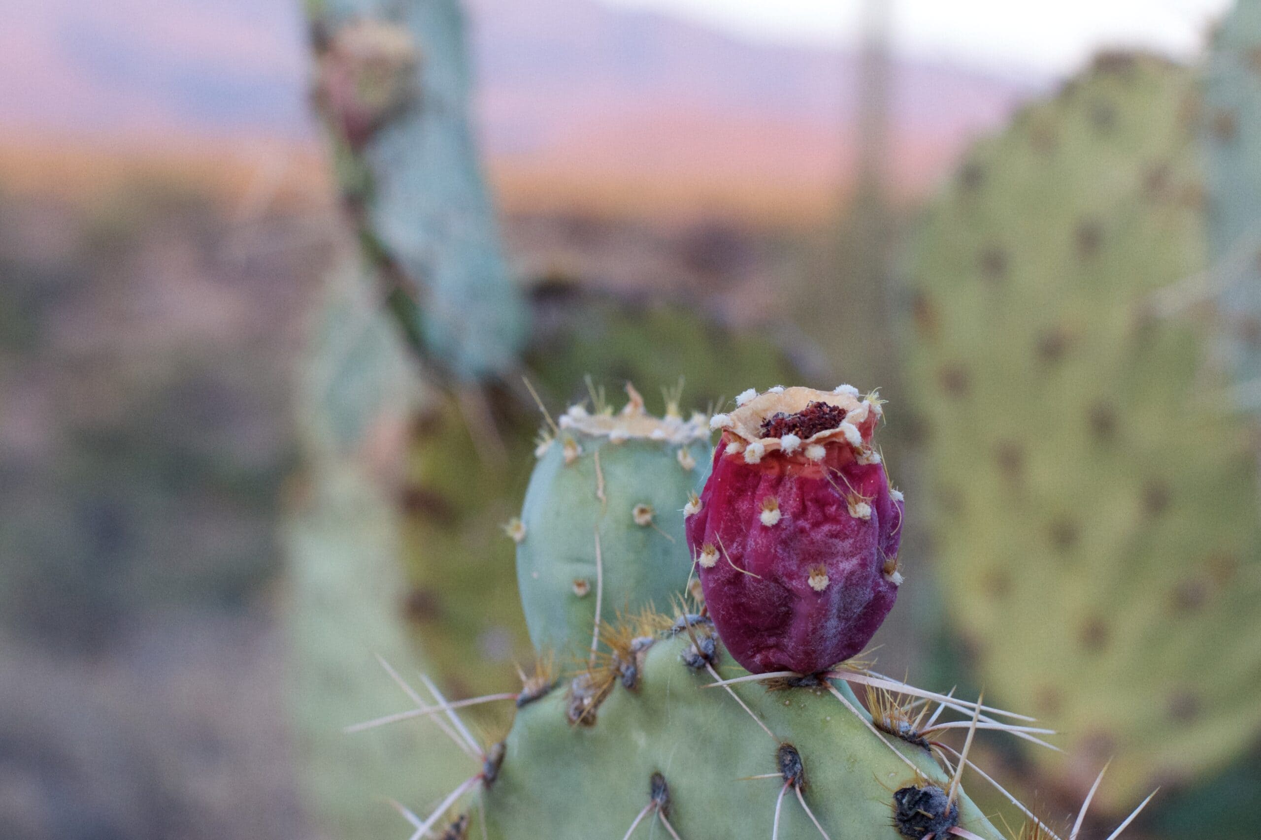 Cereus Lepidotus Cactus