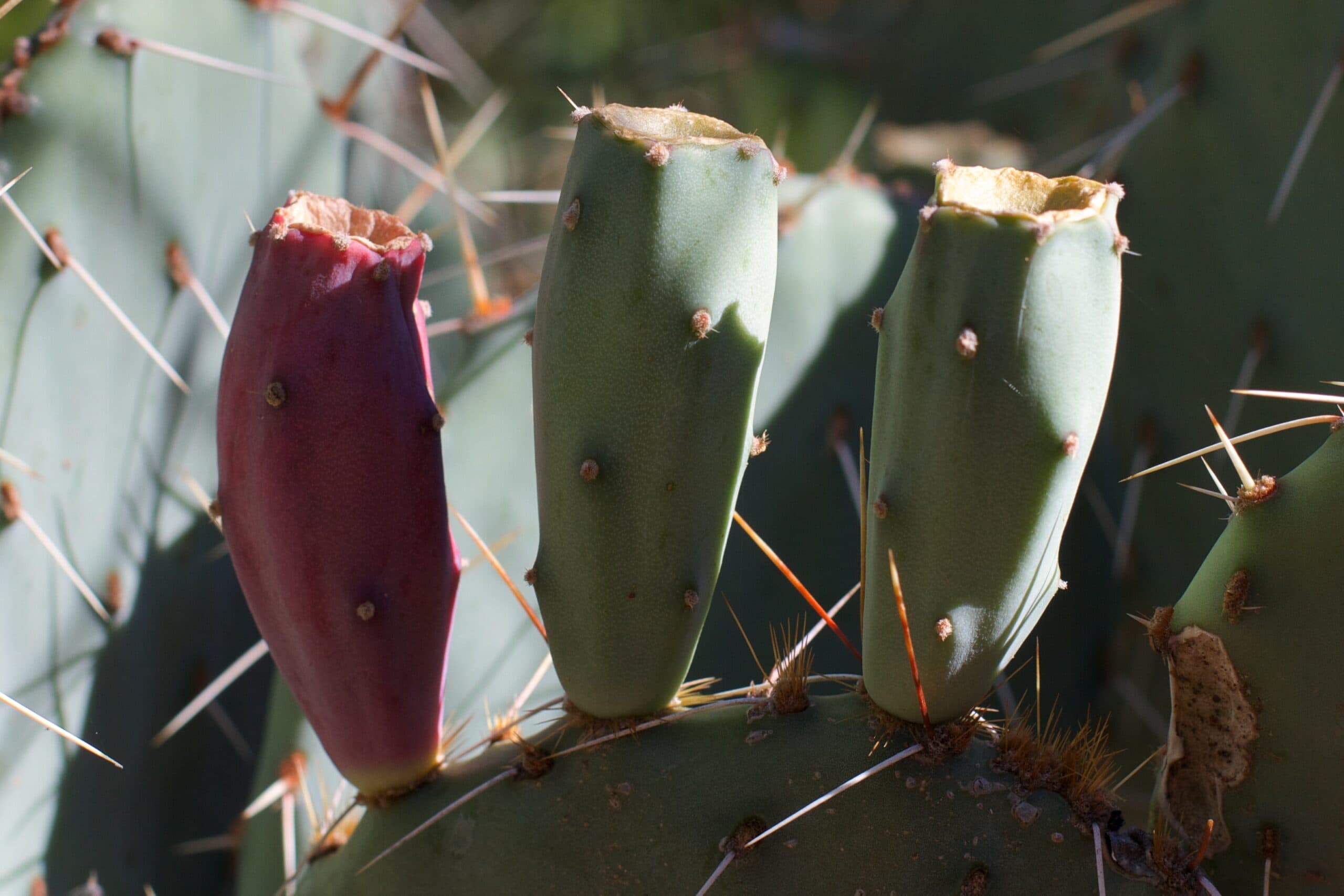 Cereus Mortensenii Cactus