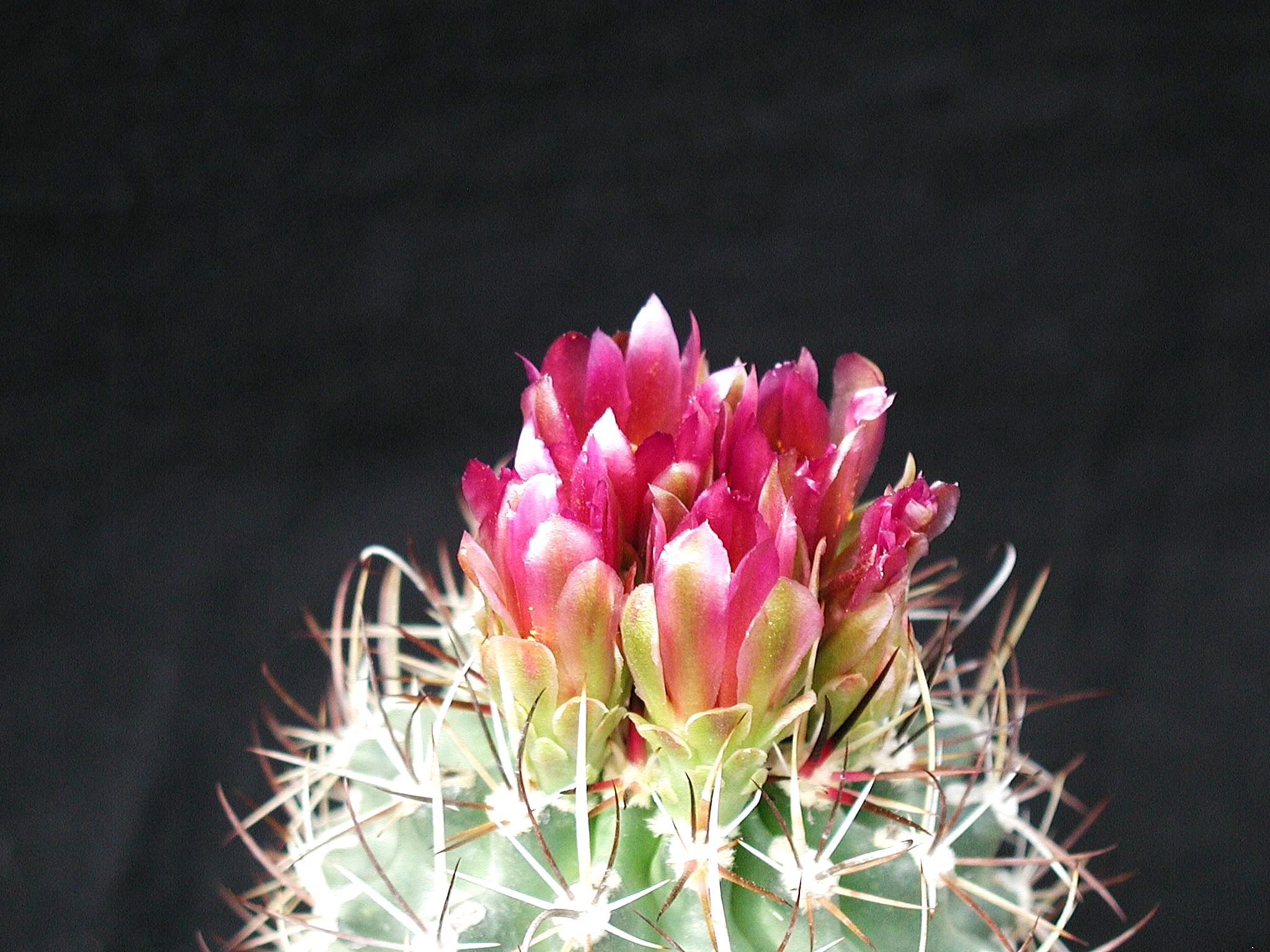 Cereus pachyrrhizus cactus