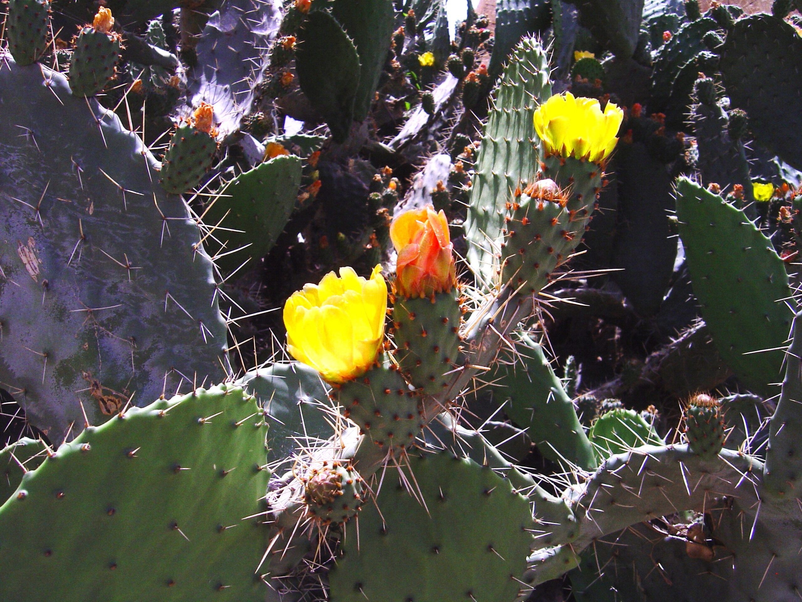 Cereus phatnospermus cactus
