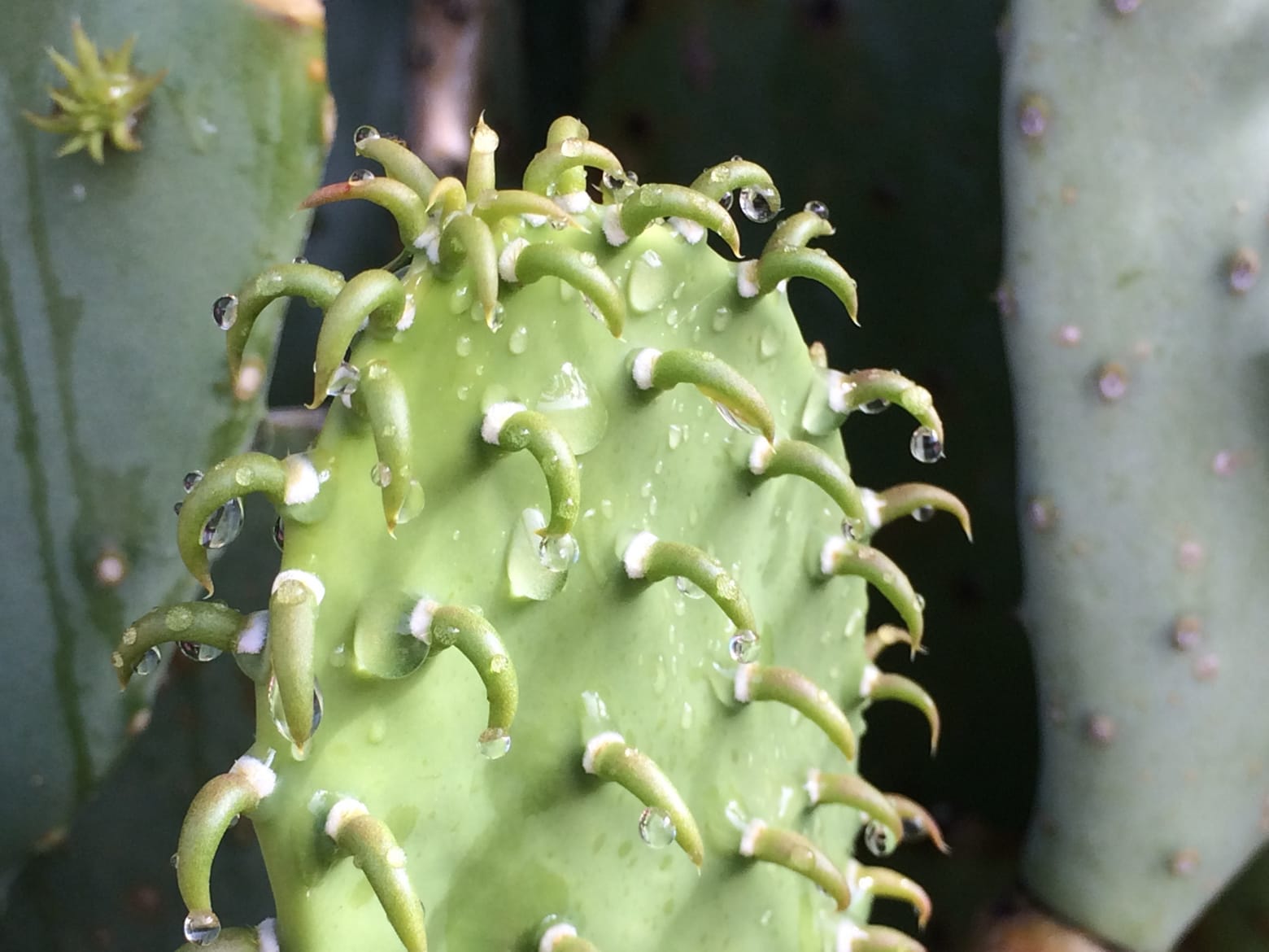 Cereus pierre-braunianus cactus
