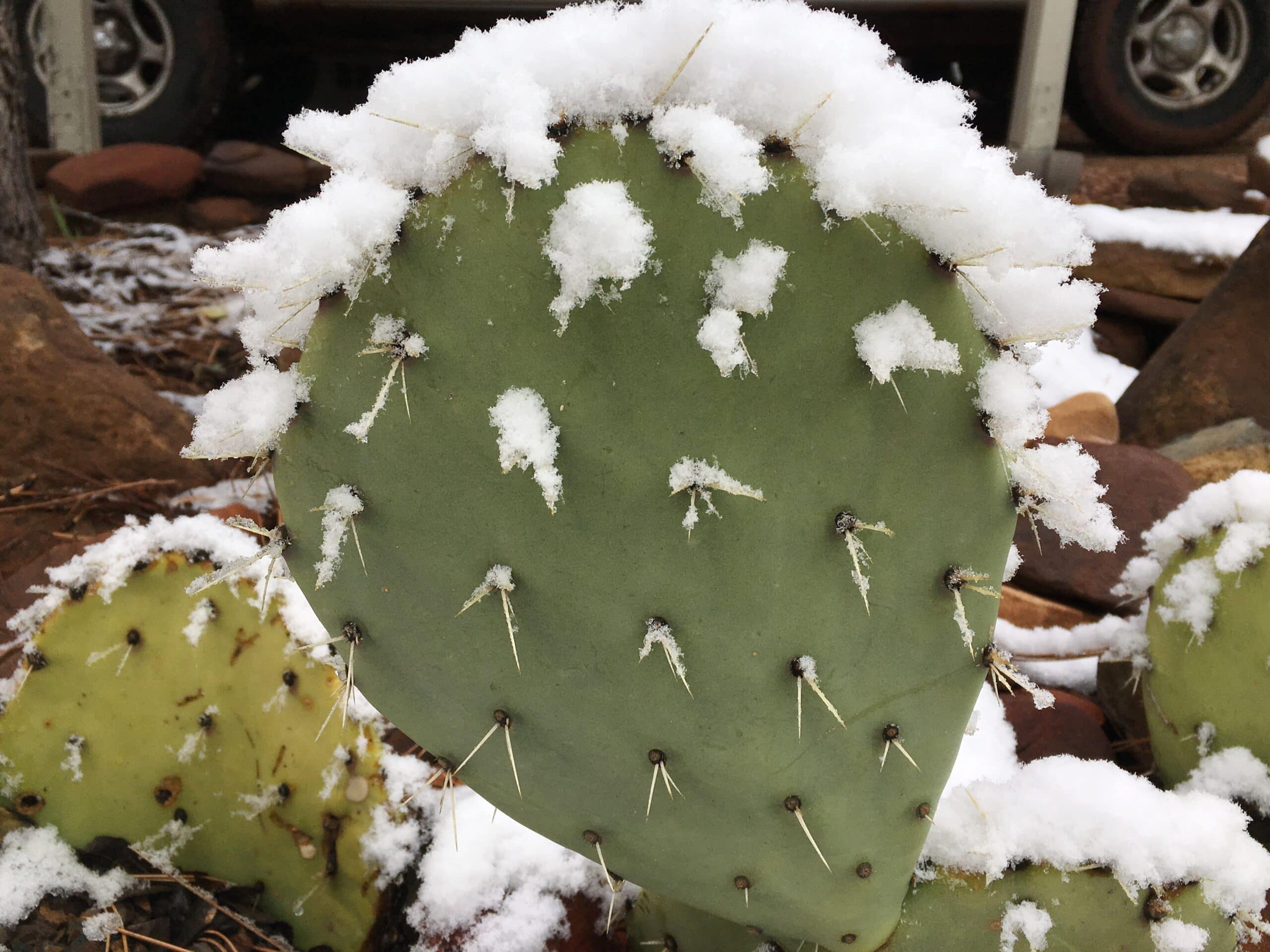 Cereus repandus