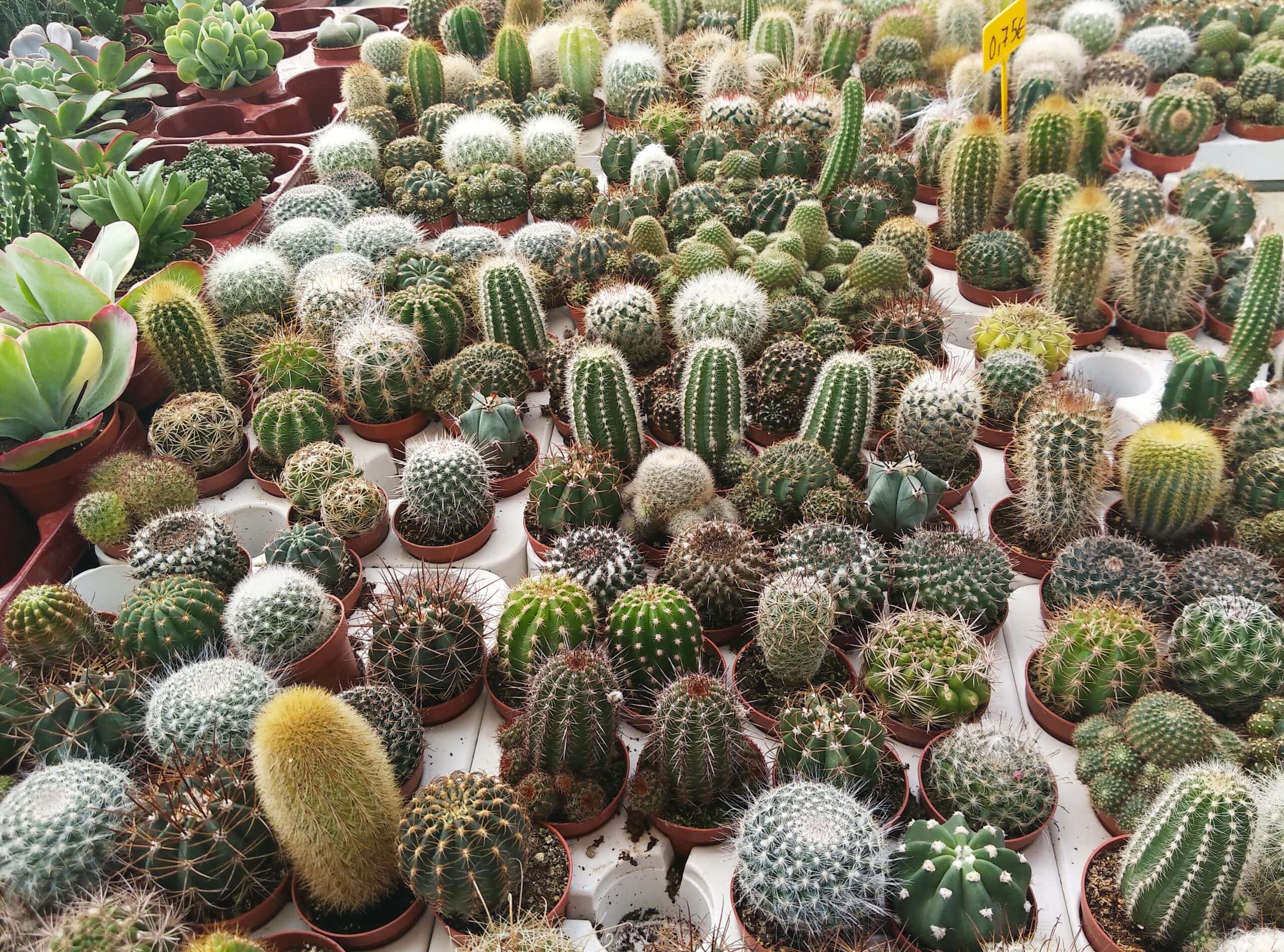 Cereus spegazzinii cactus