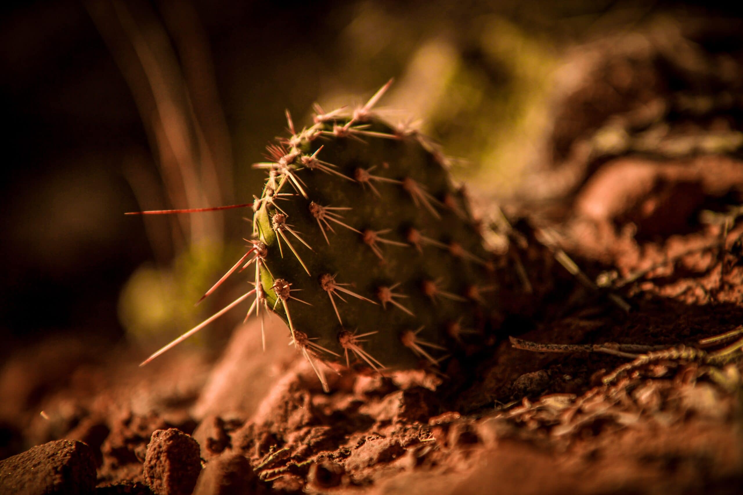 Cereus stenogonus