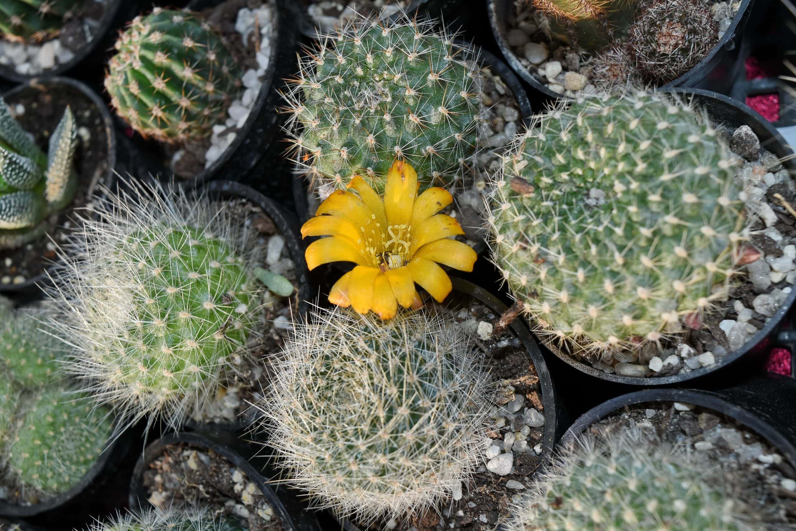 Cereus trigonodendron
