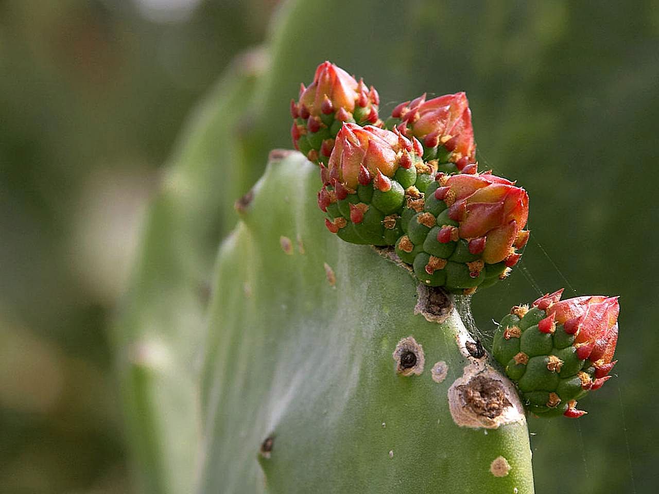 Cereus vargasianus