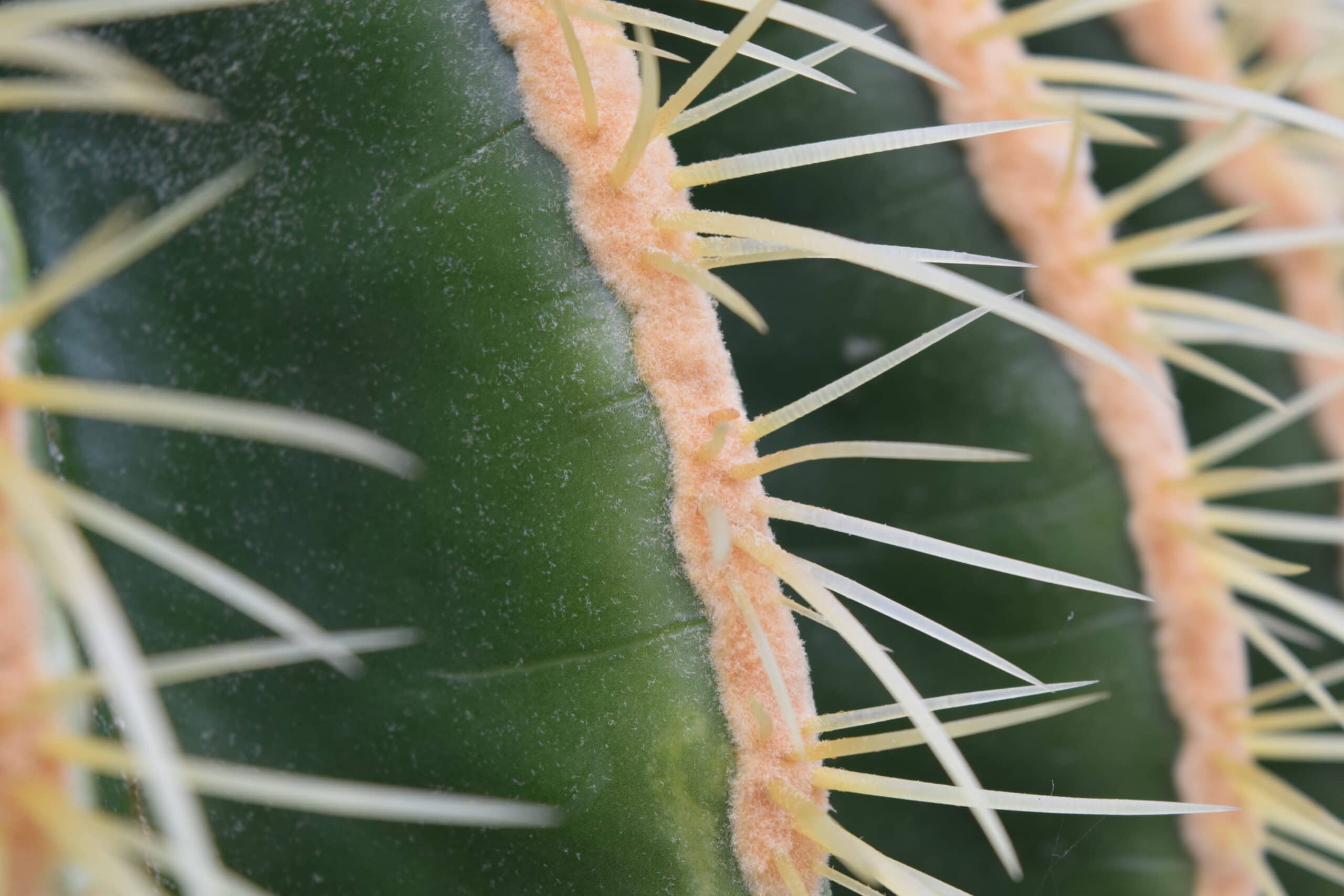 Cereus yungasensis
