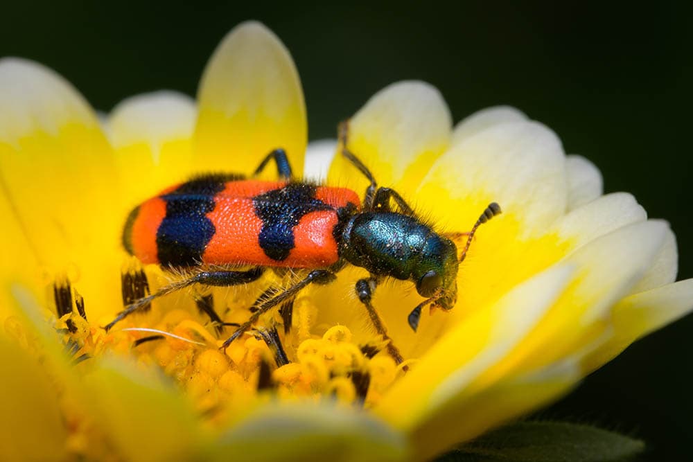Checkered-Beetle_Stefan-Rotter_Shutterstock