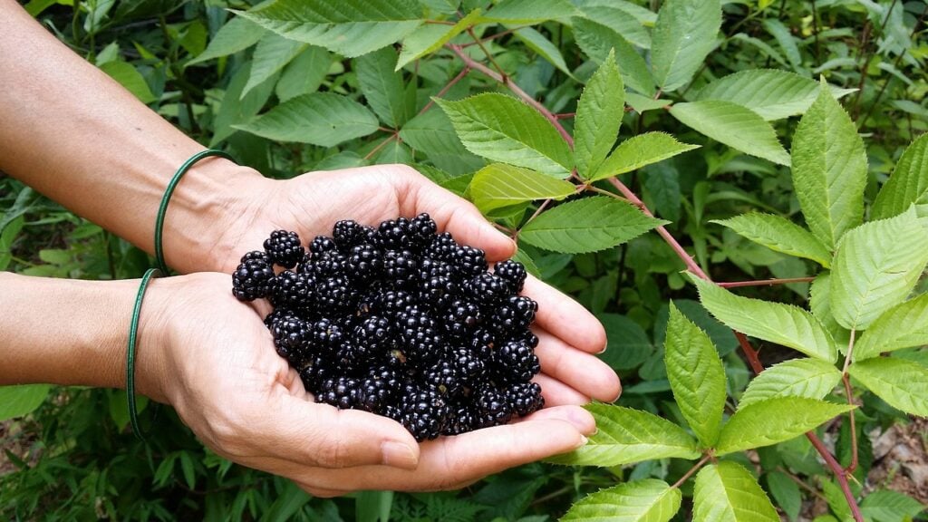 Chester blackberry