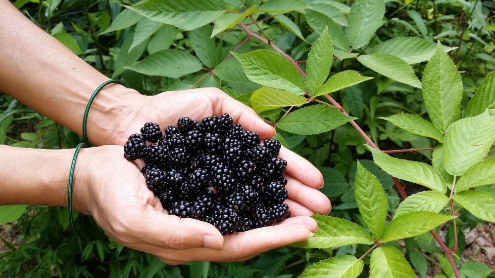 Chester blackberry
